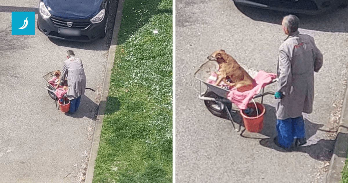Zagrepčanin vozi bolesnog psa na livadu svaki dan