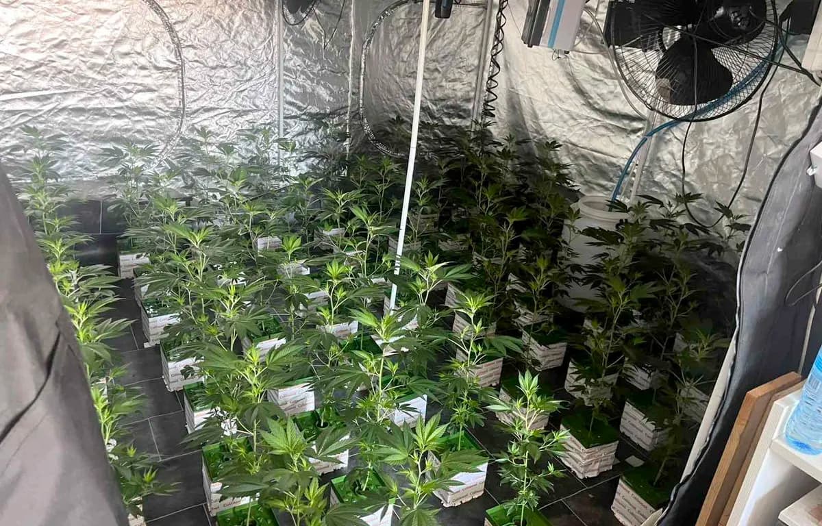 U Zvezdari otkrivene ilegalne laboratorije za proizvodnju marihuane