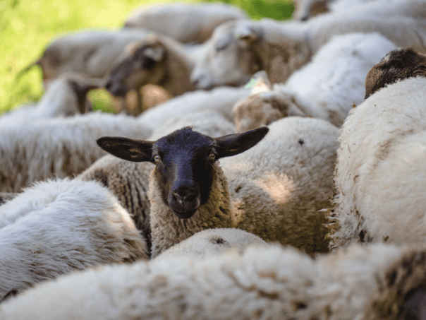Pojačane veterinarske kontrole uoči Kurban-bajrama
