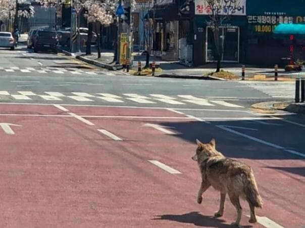 Vuk pobjegao iz zoološkog vrta u Južnoj Koreji, pokrenuta velika potraga