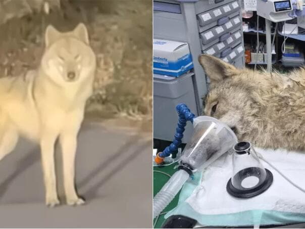 Vuk Neukgu spašen nakon devet dana potrage u Južnoj Koreji