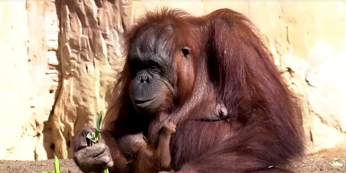Novorođeni orangutan oduševio posjetitelje španskog zoo vrta