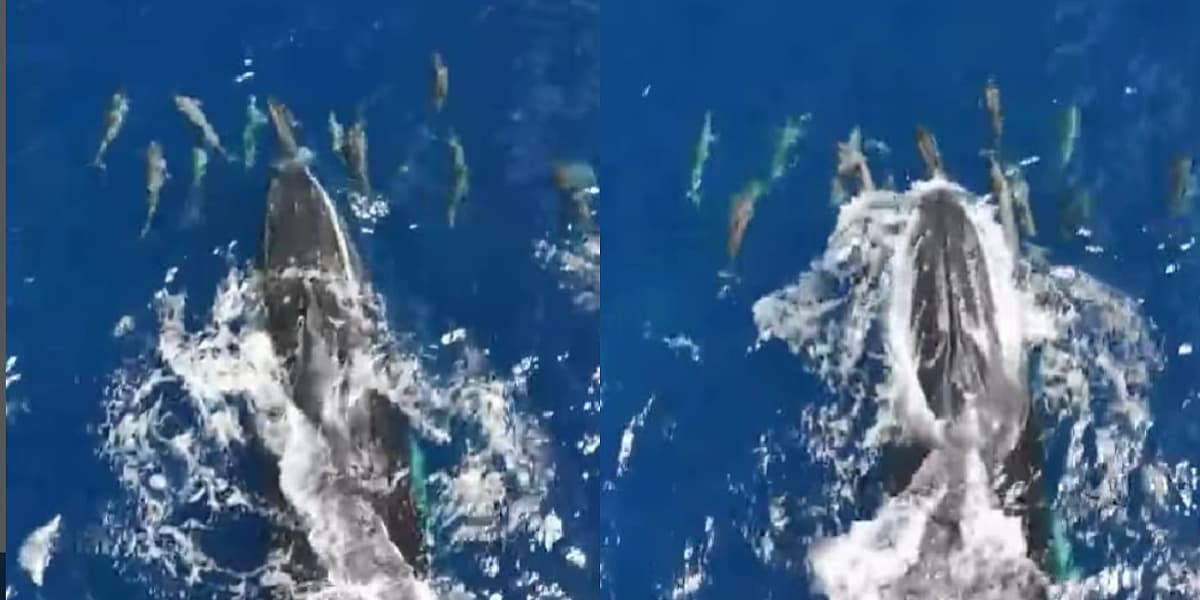 Kitovi i delfini zajedno uživaju u igri na Islandu