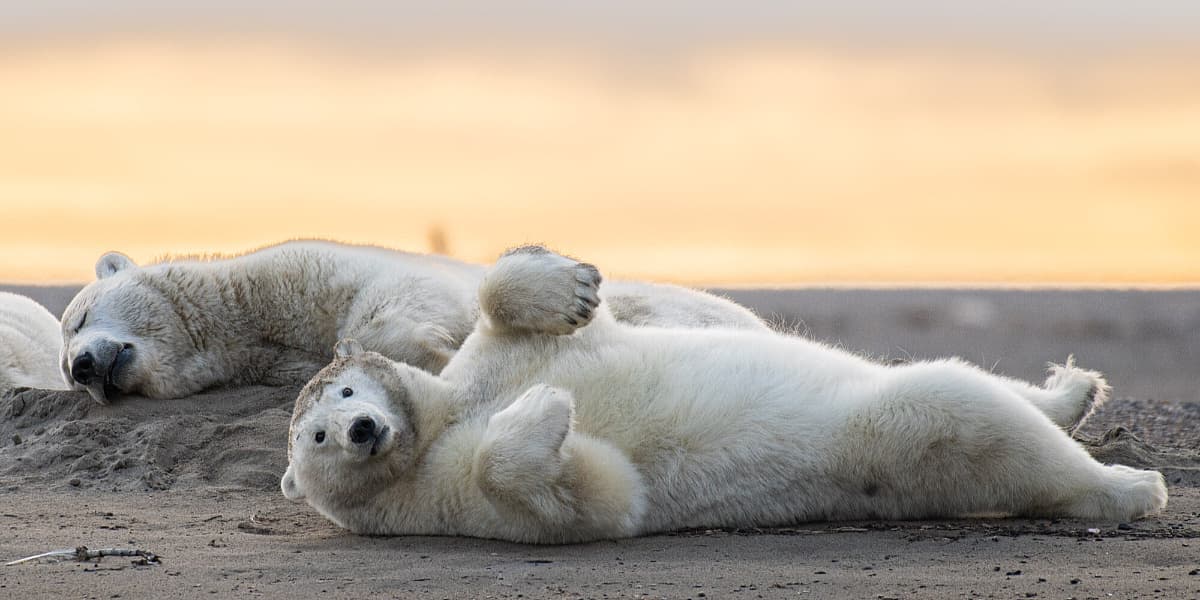 Kaktovik na Aljasci planira oživjeti turizam posmatranja polarnih medvjeda