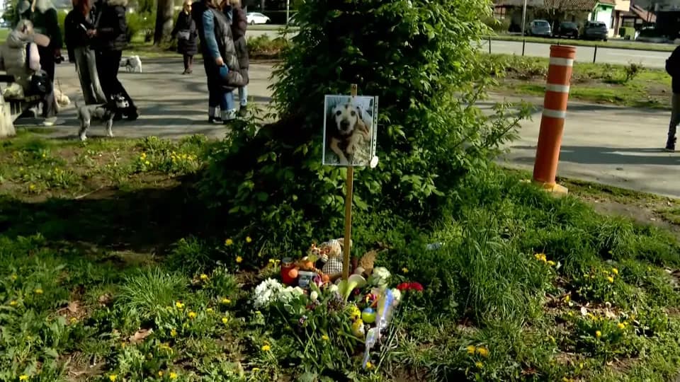 Pas Džeki nastradao od strujnog udara u Novom Beogradu